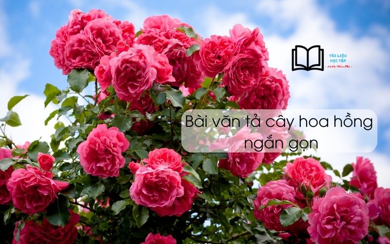 Bài Văn Tả Về Cây Hoa Hồng Lớp 4 Ngắn Gọn Đạt Điểm Cao