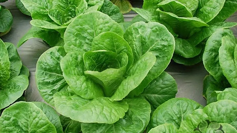 Người tiêu dùng lựa chọn rau sạch dựa trên tiêu chuẩn an toàn thực phẩm