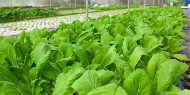 Chiến lược viết quảng cáo về rau sạch ngắn gọn chuyên nghiệp năm 2026