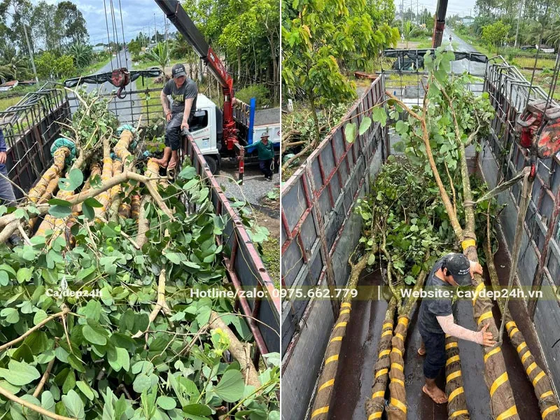 Xếp lên xe hàng chục cây Ban Tím Hoàng Hậu trưởng thành, đường kính gốc từ 15cm trở lên