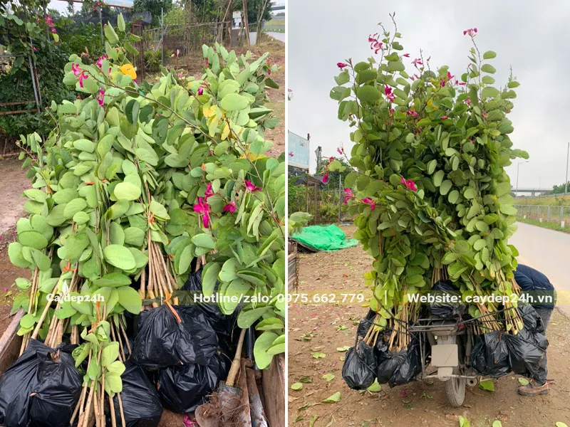 Vận chuyển, giao cây Ban Tím giống cho khách, số lượng hàng trăm cây