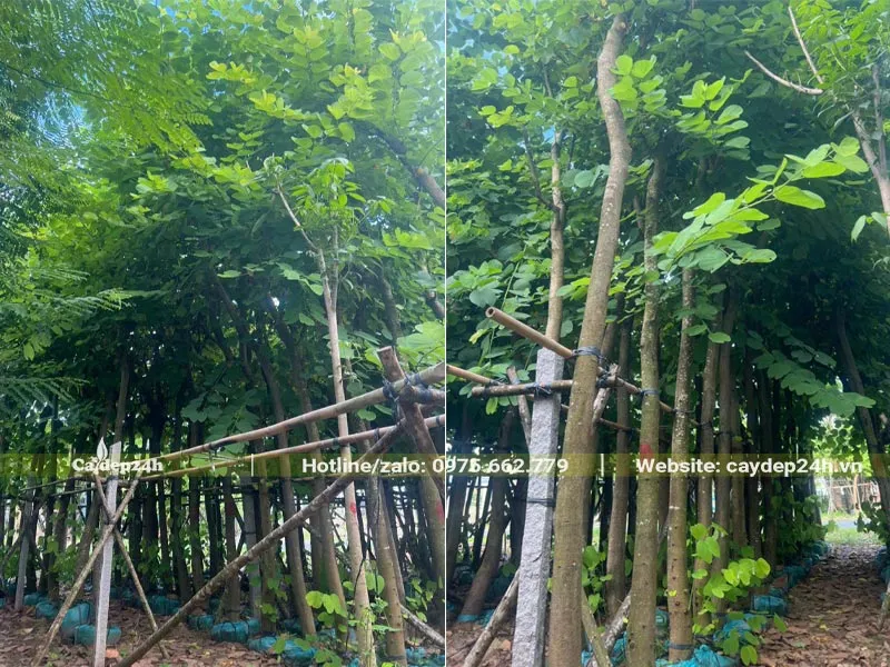 Những hàng cây Ban Tím trưởng thành đã dâm ủ, chuyển đảo