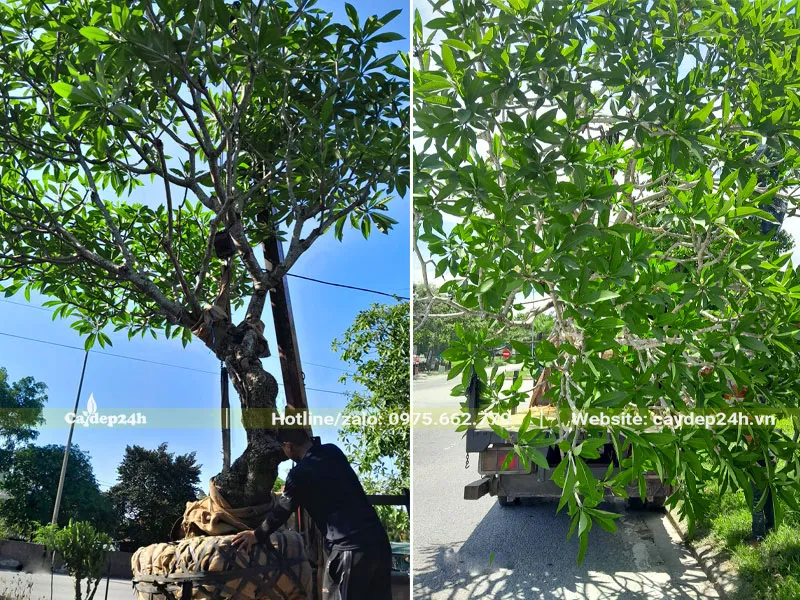 Bứng và chuyển cây hoa đại lên xe