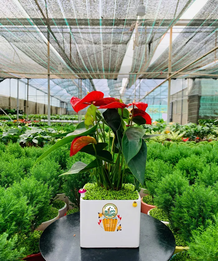 bán cây hồng môn tại hà nội