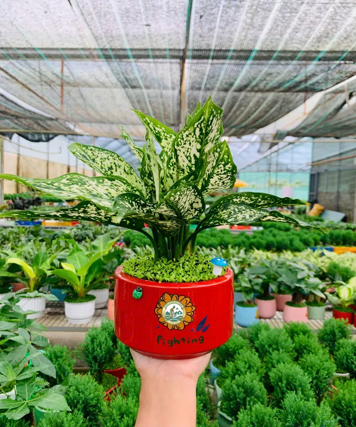 bán Cây ngọc ngân tại Hà Nội