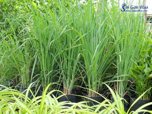 Sả trồng chậu ban công