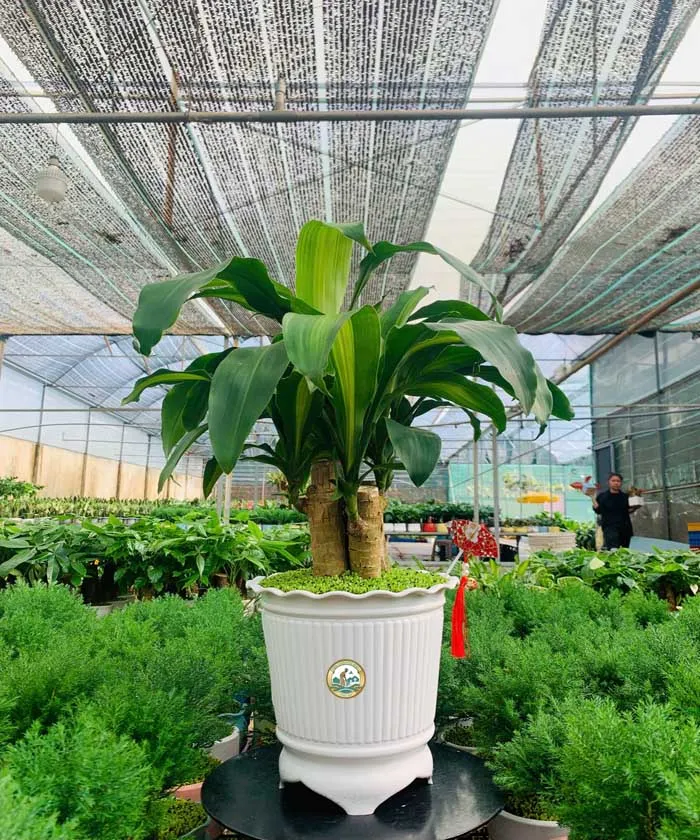 Bán Cây thiết mộc lan ở Hà Nội