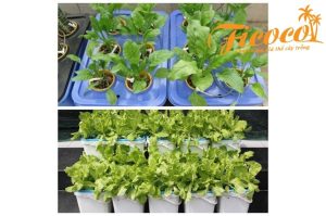 BẠN CÓ NHẦM LẪN GIỮA RAU SẠCH VÀ RAU AN TOÀN?