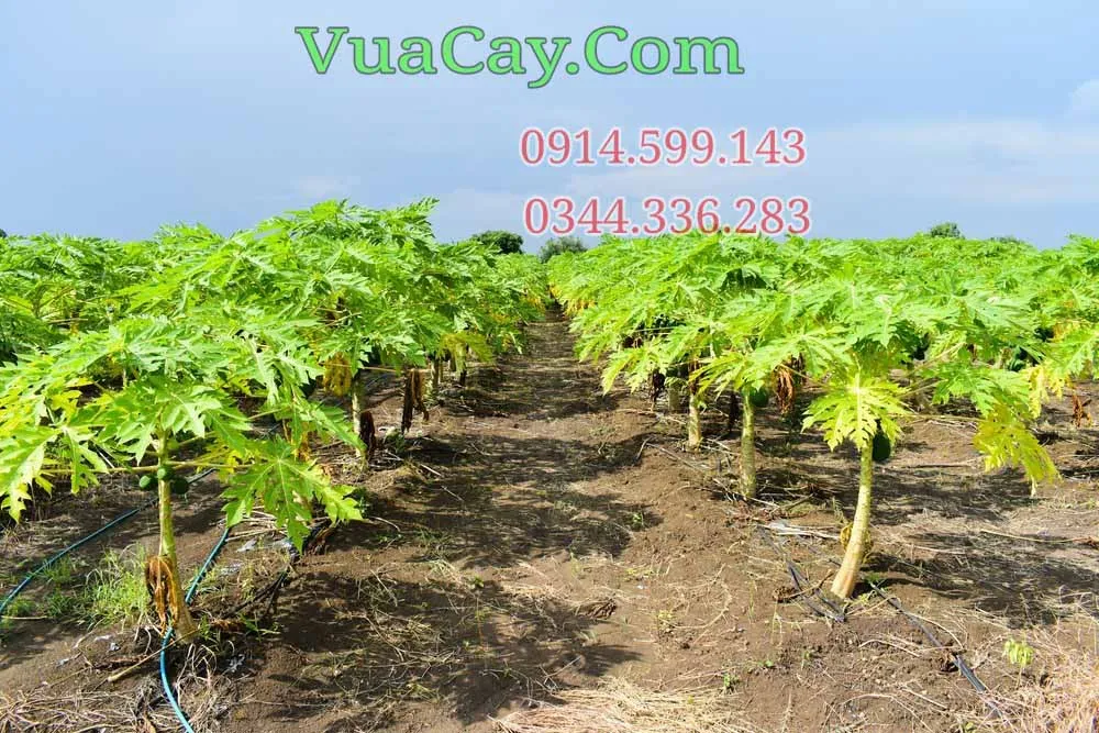 Hạt giống đu đủ lùn Thái Lan chất lượng cao