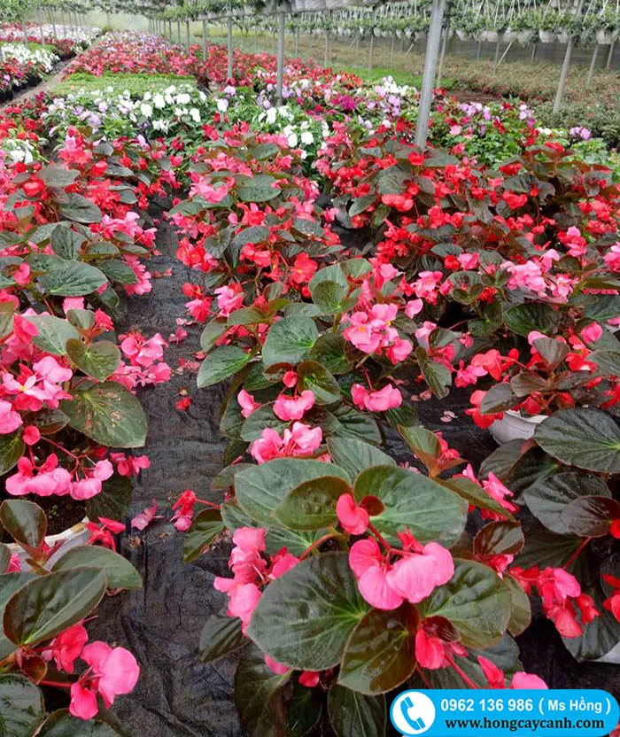 bán hoa thu hải đường đỏ đẹp