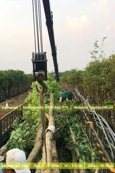 Xếp lên xe rơ-mooc cây hoa Ban Tím đường kính gốc từ 20cm trở lên