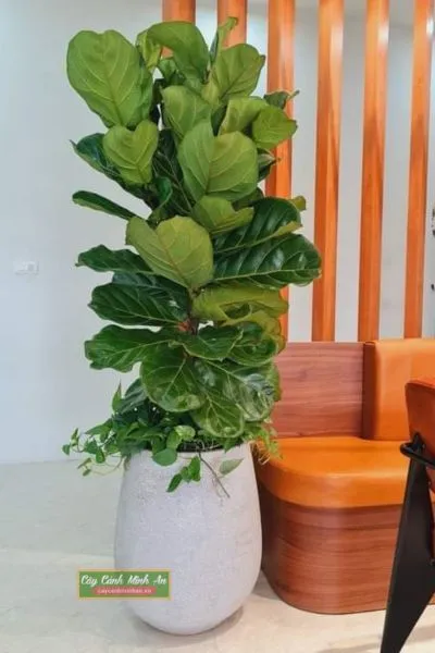 Cây bàng singapore với lá to xanh mướt