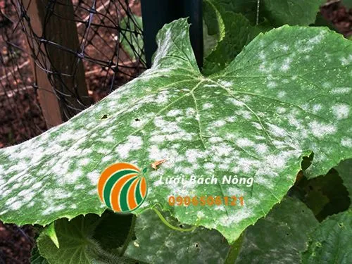 Lớp phấn trắng dày đặc phủ trên lá bí do nấm Powdery mildew
