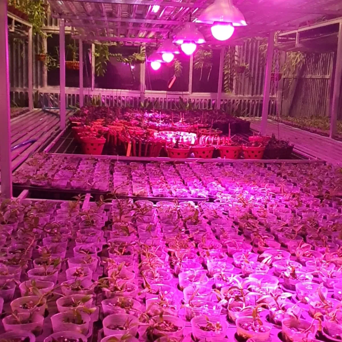 xưởng hoa lan nhật lệ