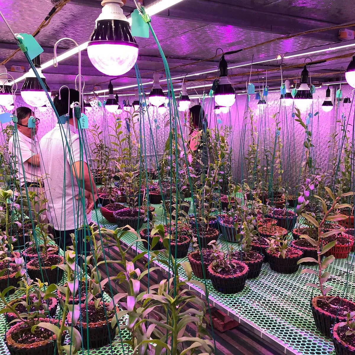 vườn lan việt phương sử dụng đèn led