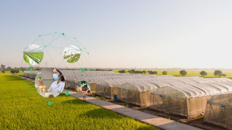 Công ty CP Giống Cây Trồng Miền Nam SSC: Nâng Tầm Nông Nghiệp Việt Bằng Giải Pháp Giống Chất Lượng