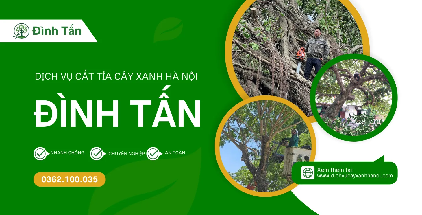 Dịch vụ chặt cây xanh chuyên nghiệp tại Hà Nội