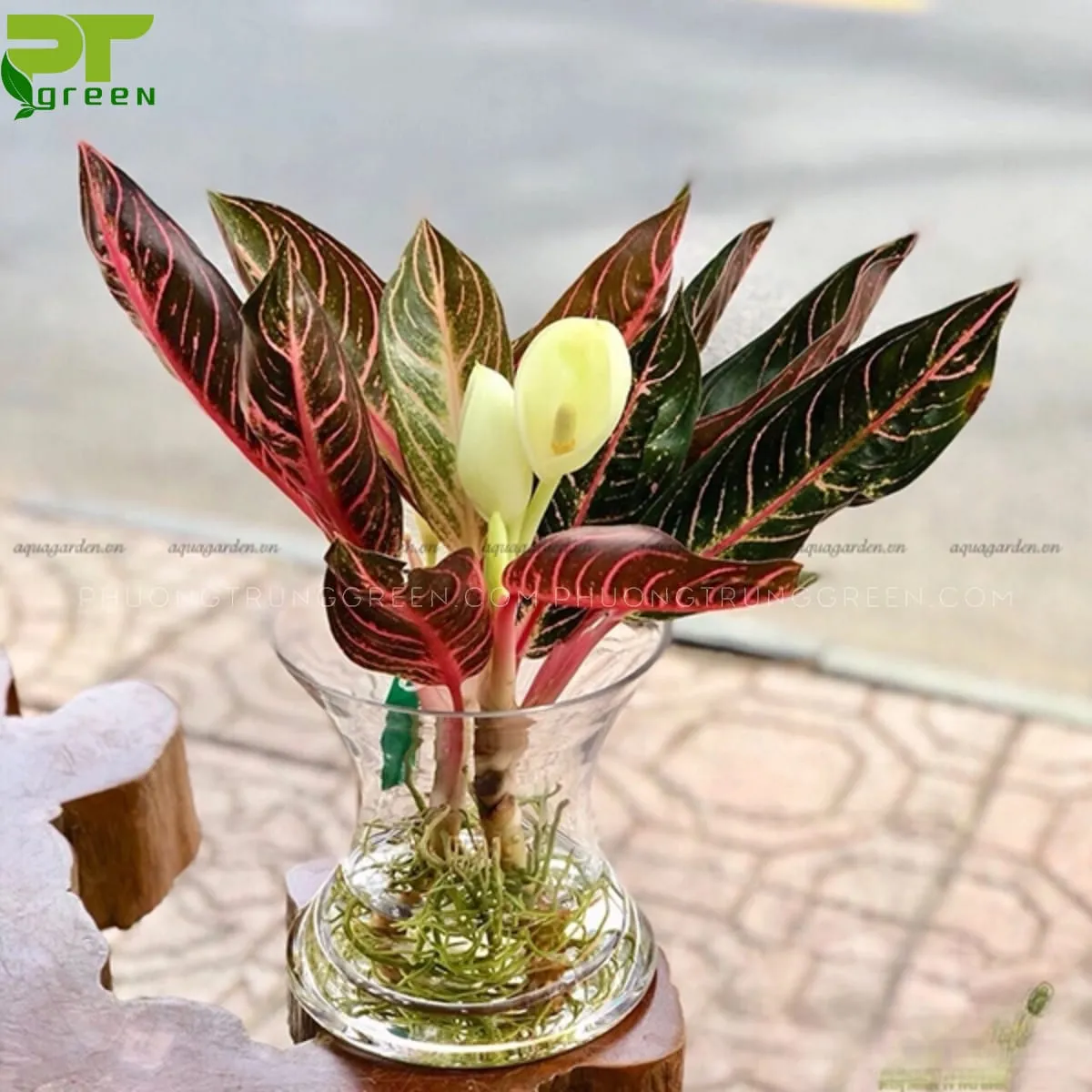 CÃ¢y Bao thanh thiÃªn