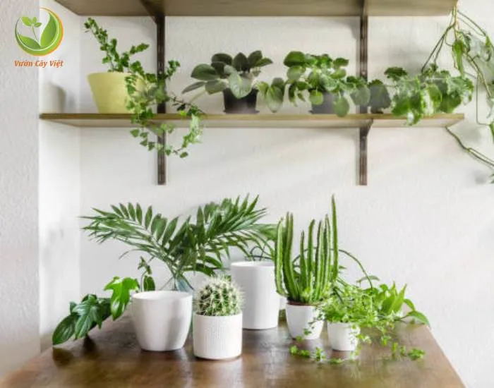 Bảo vệ cây cảnh trong nhà khỏi nguy hiểm