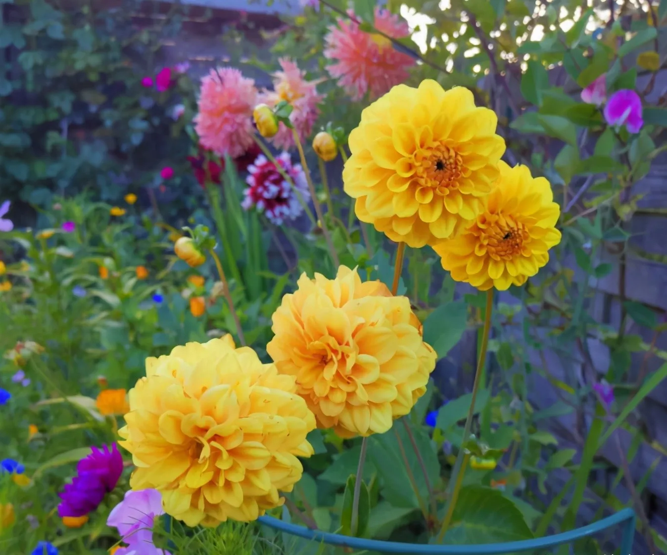 Người ta nói rằng trồng cây cảnh này bên ngoài cửa có thể thu hút tài lộc và làm cho công việc kinh doanh của gia đình trở nên thịnh vượng hơn.