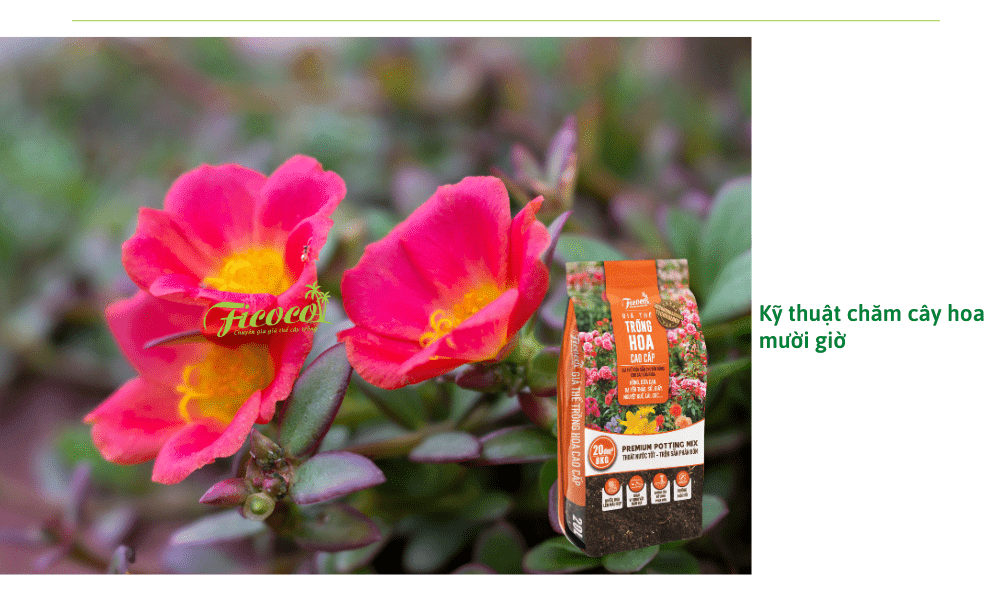 cach-cham-soc-hoa-muoi-gio