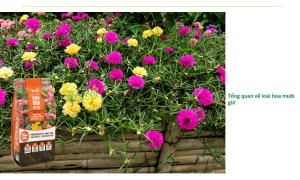 Bật mí cách chăm sóc hoa mười giờ giúp cây ra hoa tươi tốt