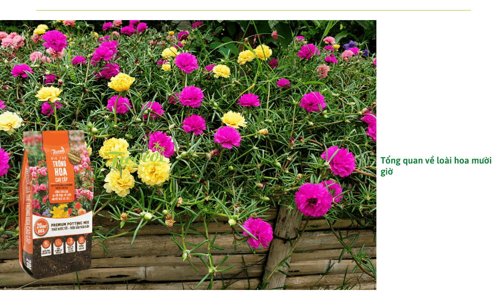 cach-cham-soc-hoa-muoi-gio