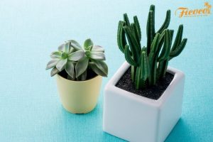 BẬT MÍ CÁCH TRỒNG SEN ĐÁ KHÔNG CẦN ĐẤT