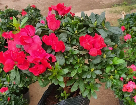 Chậu đỗ quyên nhỏ với hoa hồng phấn, minh họa kỹ thuật trồng trong không gian hạn chế