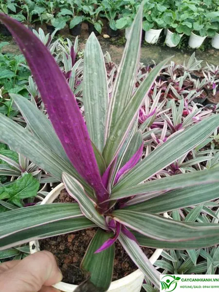 Bảy sắc cầu vòng mang nét đẹp mới lạ