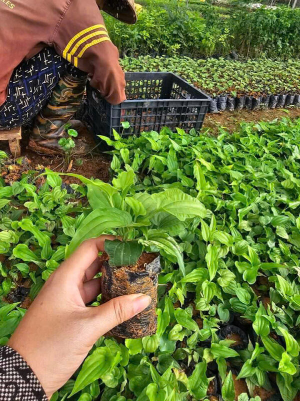 Giống Cây Trồng Bình Định: Nguồn Cung Ứng Chất Lượng Từ Trung Tâm Uy Tín