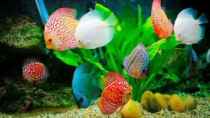 Thiết lập thiết bị cho bể cá cảnh