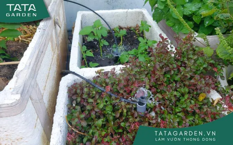 Béc tưới hỗ trợ cách tưới cây bằng nước tiểu nhanh chóng