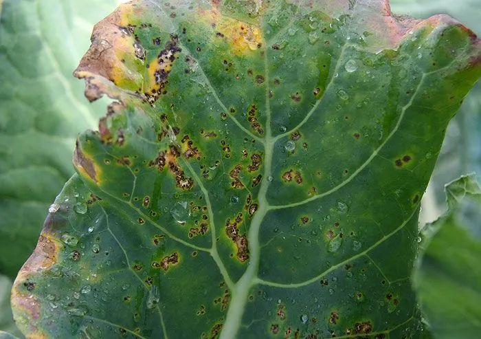 Đốm lá do vi khuẩn Xanthomonas với viền vàng đặc trưng quanh vết bệnh