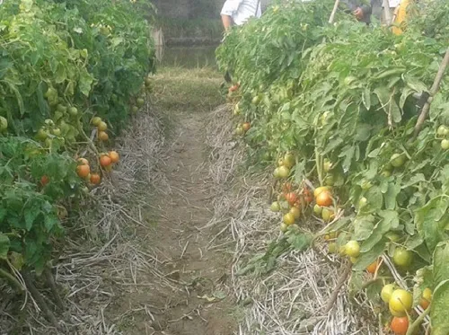 Lá cây héo rũ, vàng úa và rụng dần do rễ bị nấm tấn công trong đất ẩm