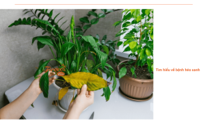 Bệnh héo xanh: Nguyên nhân, dấu hiệu bệnh và phương pháp phòng ngừa