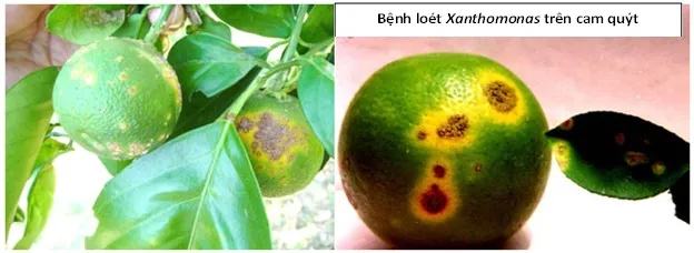 Vết loét vi khuẩn trên vỏ quả