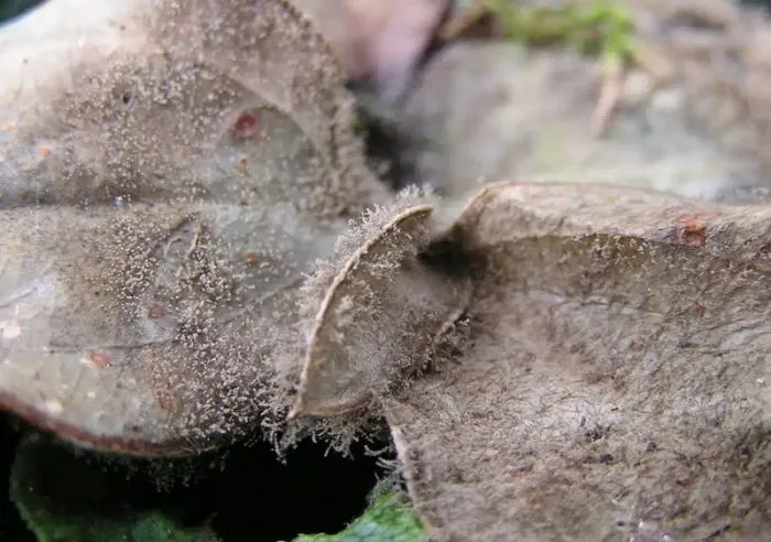 Lớp mốc xám bông xốp phủ trên lá và quả do nấm Botrytis