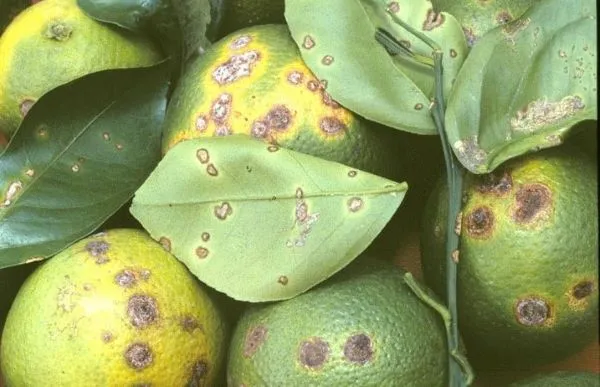 Bệnh thán thư ở cây có múi