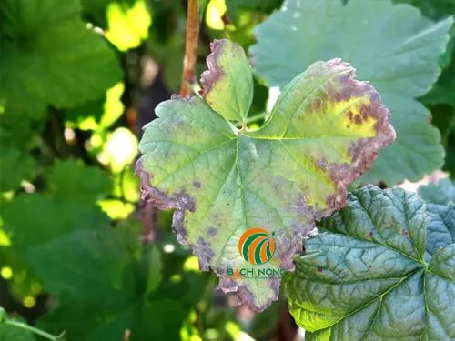Vết bệnh thán thư trên lá với vòng đồng tâm đặc trưng màu nâu đen