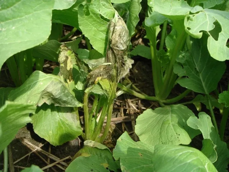 Rau cải bị thối nhũn do vi khuẩn tấn công mạnh trong điều kiện ẩm ướt