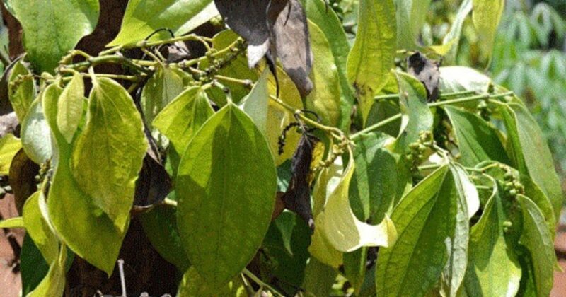 Bệnh Vàng Lá Đốm Đen Trên Cây Hoa Hồng: Nguyên Nhân, Dấu Hiệu và Cách Xử Lý Hiệu Quả