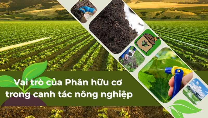 Tầm Quan Trọng Của Amino Acid Đối Với Cây Trồng: Nâng Cao Năng Suất & Sức Khỏe
