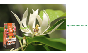 Bí mật công dụng hoa ngọc lan và cách trồng có thể bạn chưa biết