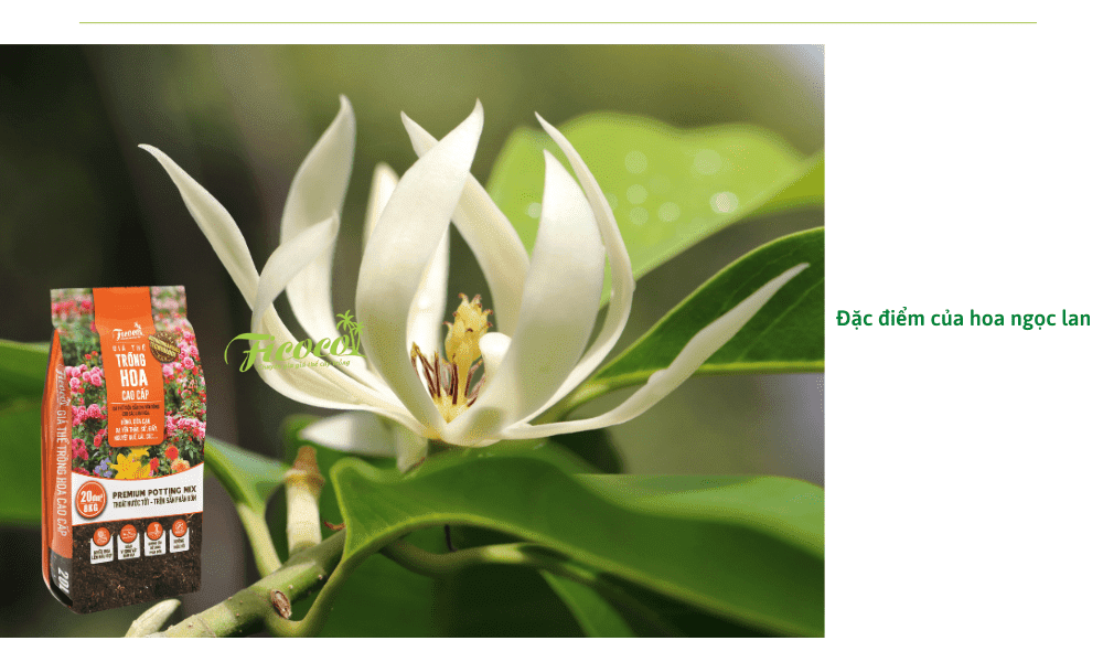 dac-diem-hoa-ngoc-lan