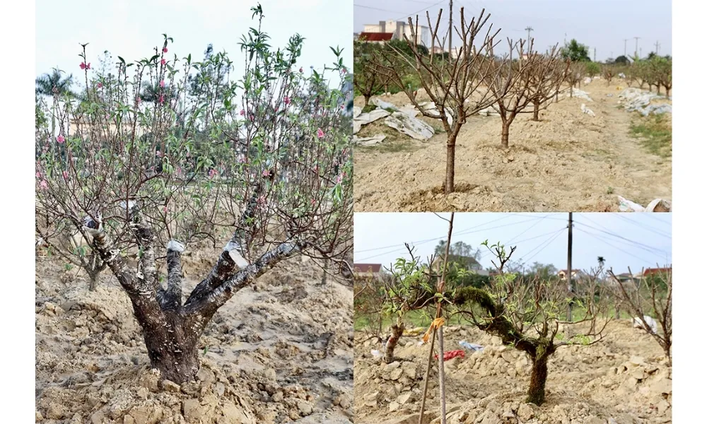 Phục hồi đào sau Tết