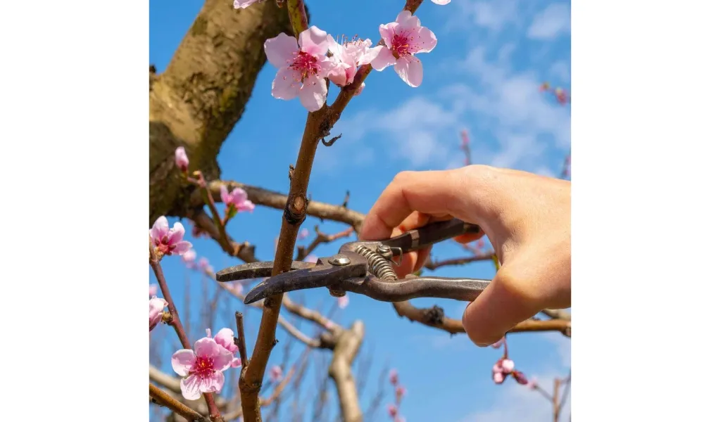 Cắt tỉa cành đào sau Tết