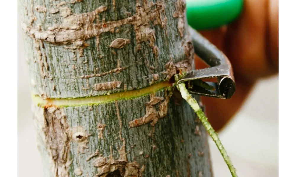 Cắt khoanh vỏ để hãm cây đào