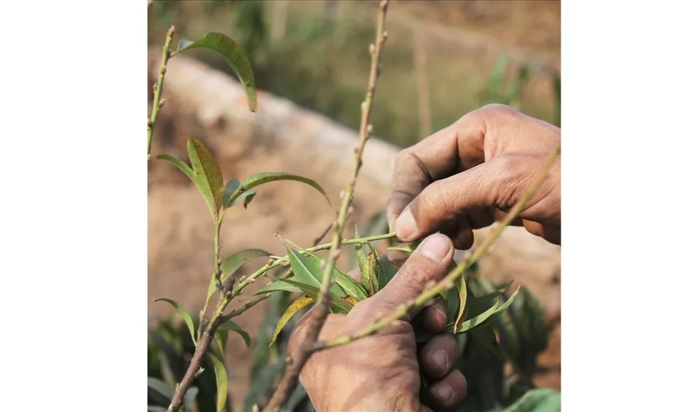 Tuốt từng lá và bảo vệ mầm hoa ở cuối nách lá