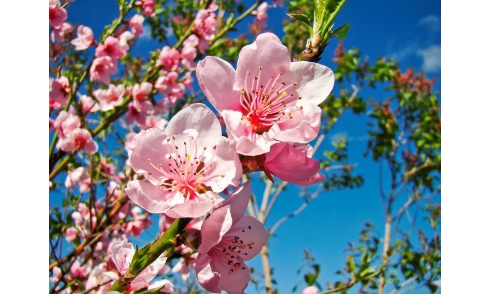 Cách chăm sóc cây đào ra hoa đúng dịp Tết